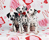 PUP 03 RK0086 02
3 Dalmatian Puppies Sitting Together One With Red Bow Facing Camera On Valentine Heart Background