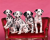 PUP 03 RK0090 02
Dalmatian Puppies Sitting Together On Red Couch Facing Camera Pink Seamless Background