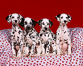 PUP 03 RK0091 09
4 Dalmatian Puppies Sitting Together On Red Heart Material Facing Camera Red Background