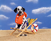 PUP 03 RK0109 07
Dalmatian Puppy Sitting On Beach Chair Wearing Life Jacket And Shorts On Sand Blue Clouds Background
