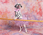 PUP 03 RK0110 15
Dalmatian Puppy Standing On Hind Legs Leaning On Bar Wearing Tutu Facing Camera Mottled Background