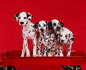 PUP 03 RK0115 04
Dalmatian Puppies Sitting In Red Wagon Red Seamless Studio
