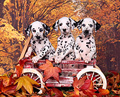 PUP 03 RK0121 01
Three Dalmatian Puppies Sitting In Red Wagon Fall Background