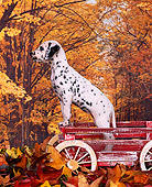 PUP 03 RK0123 04
Dalmatian Puppy Standing In Red Wagon Fall Background