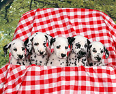 PUP 03 RK0126 01
Five Dalmatian Puppies Sitting In Basket With Red And White Cloth Trees Background