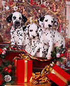 PUP 03 RK0127 11
Three Dalmatian Puppies Sitting In Sleigh Christmas Tree Background