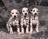 PUP 03 RK0156 01
Dalmatian Puppies Sitting Together On Gray Marble Background Facing Camera