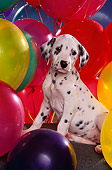 PUP 03 RK0181 01
Dalmatian Puppy Sitting On Chair Surrounded By Colorful Balloons