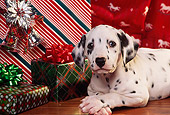 PUP 03 RK0186 08
Dalmatian Puppy Laying Next To Christmas Presents And Decorations Facing Camera