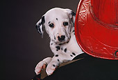 PUP 03 RK0190 08
Dalmatian Puppy Laying On Shoulder Of Fireman Wearing Hat Gray Seamless Background