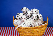 PUP 03 RK0192 06
Dalmatian Puppies Sitting In Basket Blue Background