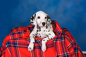 PUP 03 RK0225 01
Dalmatian Puppy Laying On Red Plaid Blanket Studio