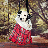 PUP 03 RS0014 03
Dalmatian Puppy Peeking From Hanging Pouch Trees Background