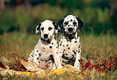 PUP 03 SS0001 01
Two Dalmatian Puppies Sitting On Grass By Corn