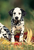 PUP 03 SS0002 01
Dalmatian Puppy Standing On Grass By Corn
