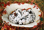 PUP 03 SS0006 01
Dalmatian Puppies Sleeping In Wicker Basket In Leaves