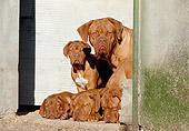 PUP 04 CB0003 01
Dogue De Bordeaux Adult And Four Puppies By Garage