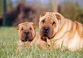 PUP 04 CB0006 01
Close-Up Of Shar Pei Adult And Puppy Laying In Grass