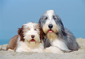 PUP 04 CB0007 01
Bearded Collie Adult And Puppy Laying On Sand