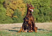 PUP 04 CB0008 01
Doberman Pinscher Adult And Puppy Sitting On Grass