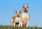 PUP 04 CB0009 01
American Staffordshire Mother And Puppy On Grass