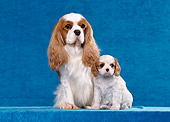 PUP 04 CB0010 01
Cavalier King Charles Spaniel Adult And Puppy Sitting In Blue Studio