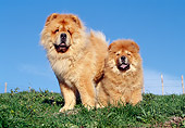 PUP 04 CB0013 01
Chow Chow Adult And Puppy On Grass