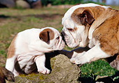 PUP 04 CB0014 01
English Bulldog Adult And Puppy Sitting Nose To Nose On Lawn