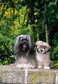 PUP 04 CE0020 01
Lhasa Apso Adult And Puppy Sitting On Rock Wall By Trees