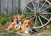 PUP 04 CE0021 01
Pembroke Welsh Corgi Mother And Puppies Laying By Flower Petals And Old Wagon Wheel
