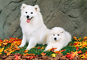 PUP 04 FA0023 01
American Eskimo Mother And Puppy Laying On Grass With Fallen Leaves
