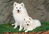 PUP 04 FA0024 01
American Eskimo Mother And Puppy Laying On Grass