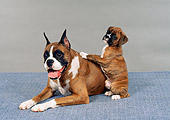PUP 04 FA0025 01
Boxer Puppy Sitting Leaning On Mother Laying On Floor