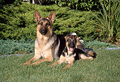 PUP 04 FA0026 01
German Shepherd Mother And Puppy Laying On Grass By Shrubs