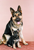 PUP 04 FA0027 01
German Shepherd Mother And Puppy Sitting