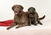 PUP 04 FA0028 01
Chesapeake Bay Retriever Mother And Puppy On White Carpet Studio