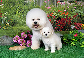 PUP 04 FA0030 01
Bichon Frise Adult And Puppy Sitting On Grass In Garden