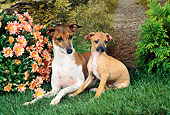 PUP 04 FA0032 01
Italian Greyhound Adult And Puppy On Grass By Daisies