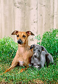 PUP 04 FA0033 01
Italian Greyhound Adult And Puppy Laying On Grass By Fence