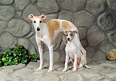 PUP 04 FA0034 01
Whippet Adult And Puppy On Cobblestone