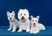 PUP 04 FA0035 01
West Highland Terrier Adult And Puppies Sitting In Studio