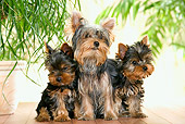 PUP 04 JE0009 01
Yorkshire Terrier Puppies And Adult Sitting On Hardwood Floor By Potted Plants