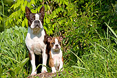 PUP 04 JE0010 01
Boston Terrier Adult And Puppy Standing On Log