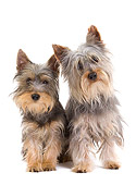 PUP 04 JE0017 01
Silky Terrier Puppy And Adult Sitting On White Seamless