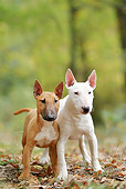 PUP 04 JE0018 01
Miniature Bull Terrier Puppy And Adult Standing In Woods
