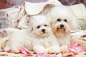 PUP 04 JE0019 01
Bichon Frise Adult And Puppy Laying On Quilt And Rose Petals