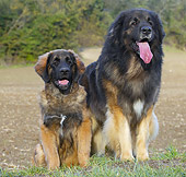 PUP 04 JE0020 01
Leonberger Sitting On Grass