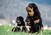 PUP 04 KH0019 01
Tibetan Mastiff Adult And Puppies Sitting In Grass