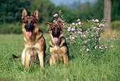 PUP 04 KH0023 01
German Shepherd Adult And Puppy Sitting In Field By Pink Flowers
