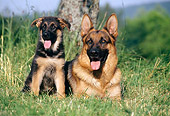PUP 04 KH0024 01
German Shepherd Adult And Puppy Sitting In Field